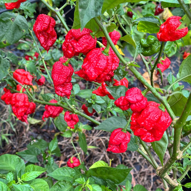 Primo Lucifer XL - Seeds - The Pepper Pantry (Formerly Marie Sharp's)